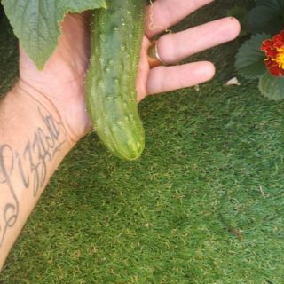 Concombre planté dans un carré de jardin en terrasse 😉