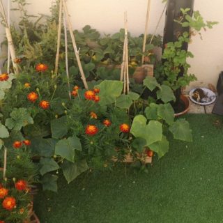 Petit jardin en terrasse
