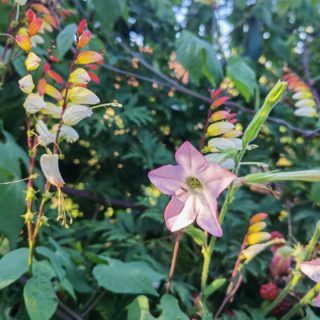 Minalobata ou plume d'indiens et tabac ornementale