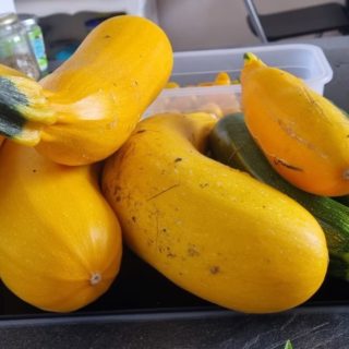 Récolte de courgettes de nos adhérents Stéphanie et Matéo