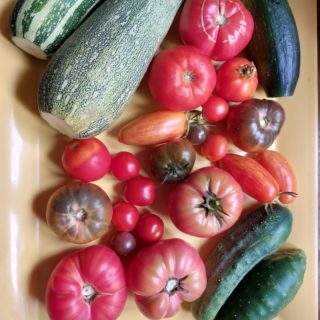 Petit mélange de concombres, courgettes et tomates, jardin de Catia