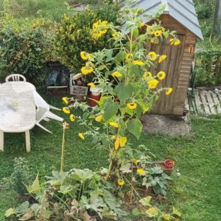 Un beau spécimen de tournesol 🌻