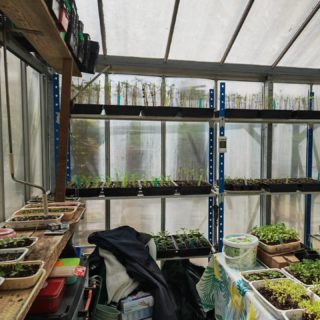 Semis prêt à être repiqué ou rempoté serre 2