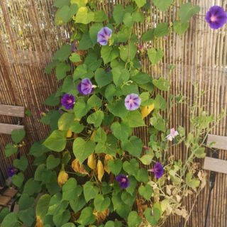 Ipomée plantée en pot sur terrasse