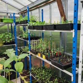 Plants de fleurs serre 2