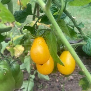 Il reste des plants tomates, aromates, cucurbitacees.
Venez nous retrouver aux serres 1 et 3