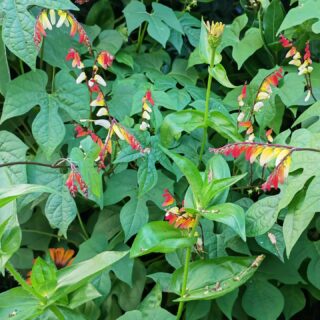 Mina Lobata