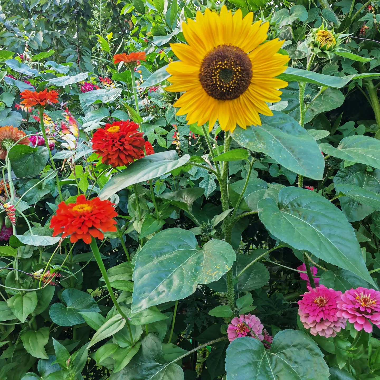 Mélange de zinnia, tournesol et Mina lobata😍