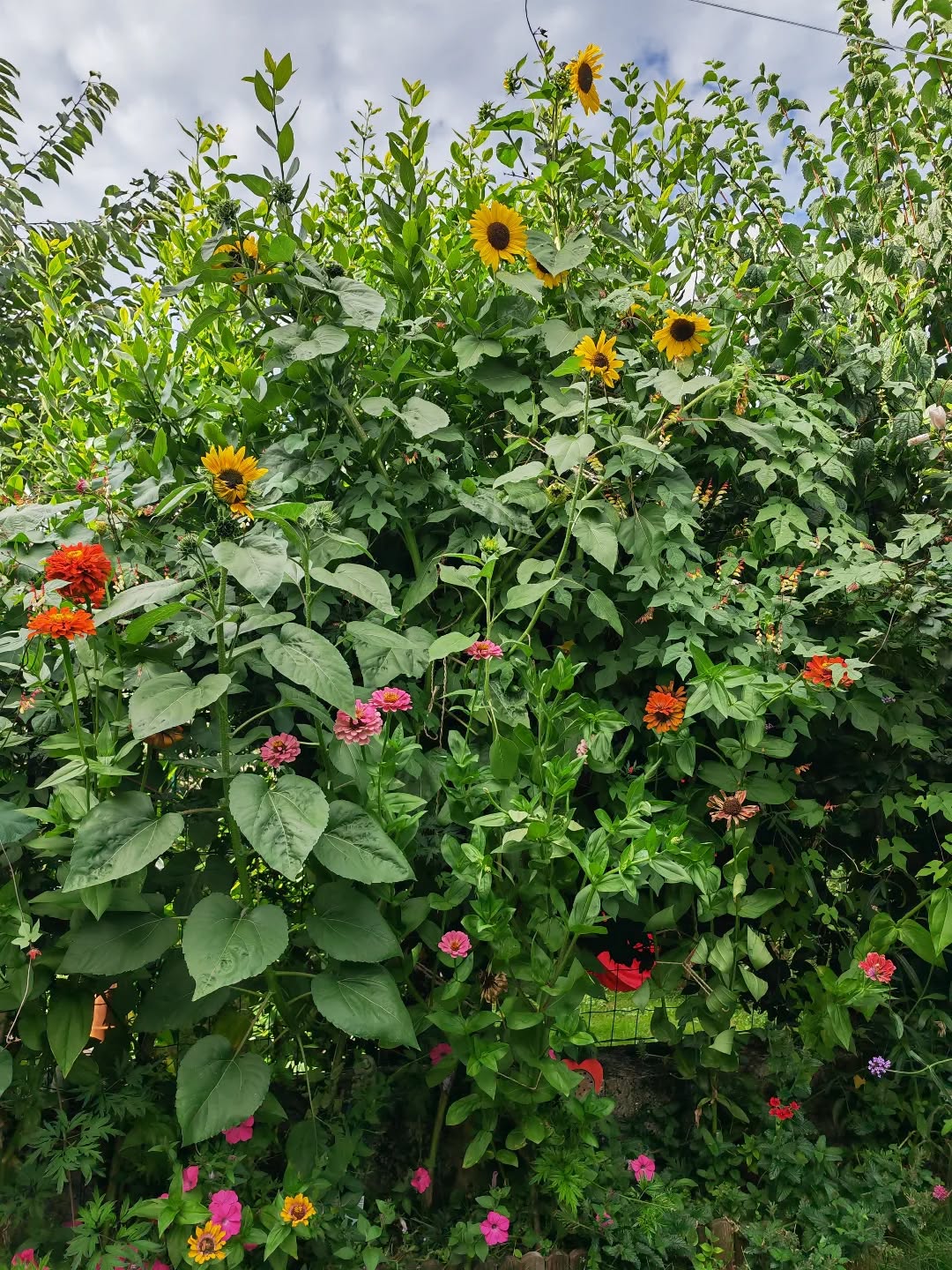 Tournesol, Zinnia, Ipomées ! 🌻🌺