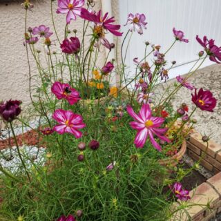 Cosmos