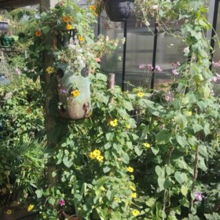 📸 Fleurs 2025 de nos adhérents 🌸🌺
N'hésitez pas à nous envoyer et partager les photos de vos jardins, balcons, terrasses et potagers 🤩