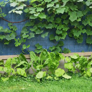 Blettes 2025 de la serre 3 🌱😋