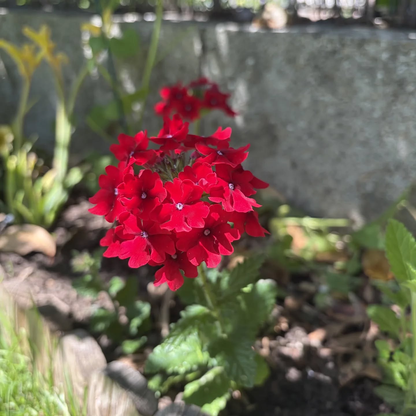 Verveine Rouge 🌸