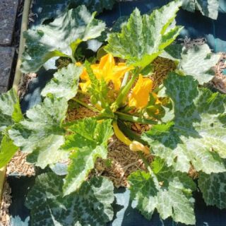 Nos jardins embellissent: les cucurbitacees poussent, les beignets de courgettes se préparent 😍