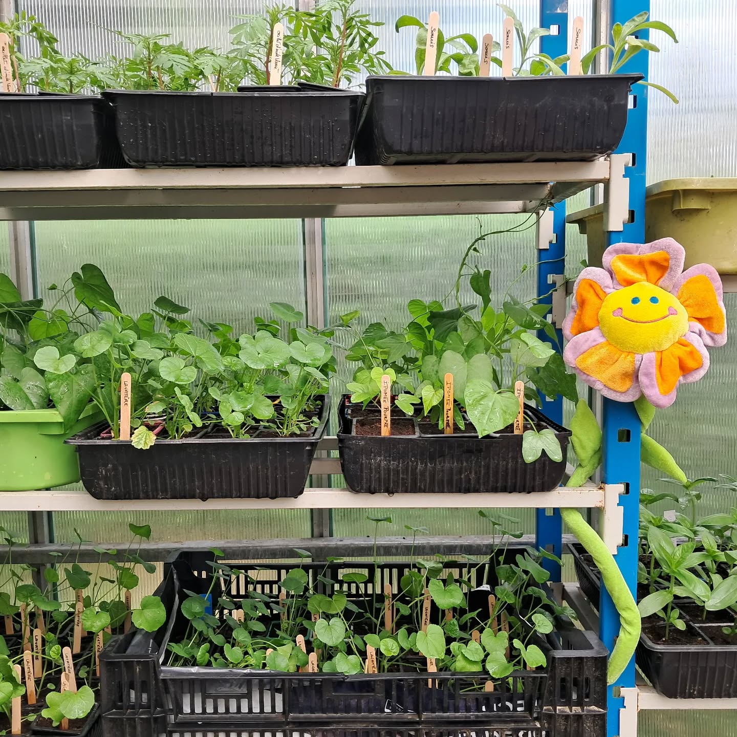 Plants des fleurs 2026🌻🌿🌱serre 2