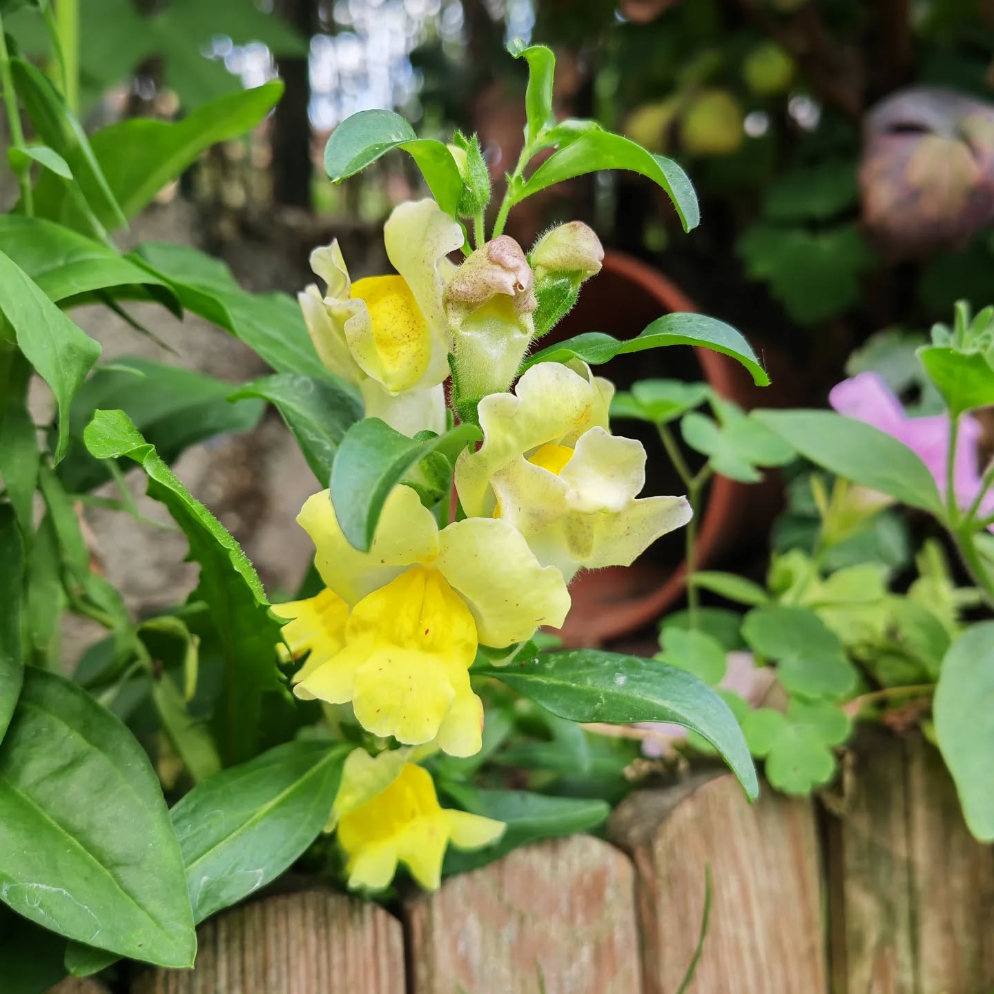 Muflier de la serre des fleurs 2025
