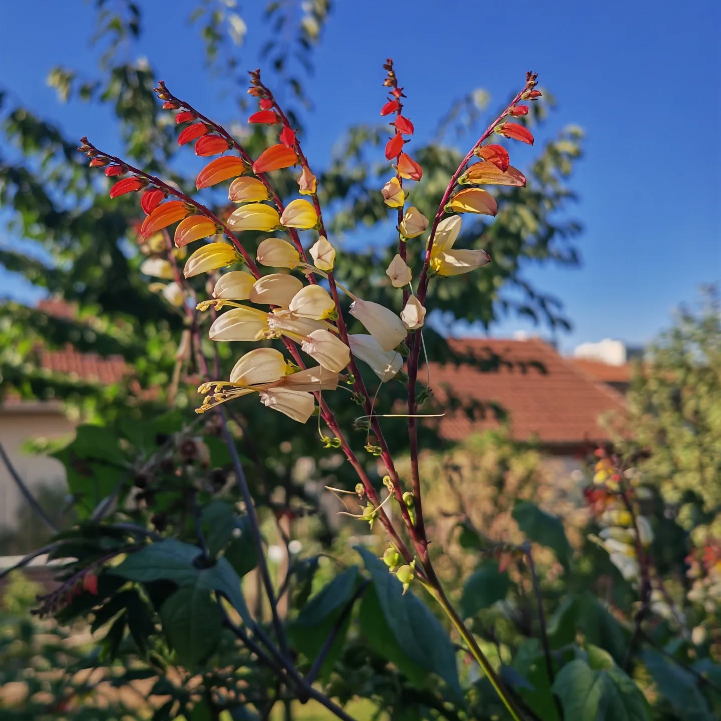 Magnifique Mina Lobata de 2025 🤩