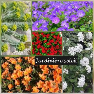 Composition des jardinières de 2026🌺🌸🌻