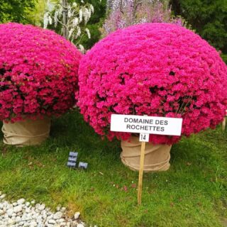 Sortie annuelle de 2026
Fête des plants 🌿🌱 à St de Beauregard 😍