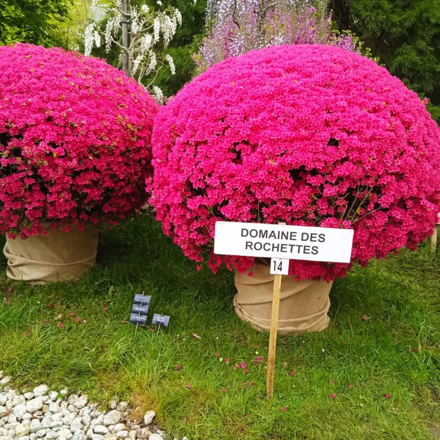 Sortie annuelle de 2026
Fête des plants 🌿🌱 à St de Beauregard 😍