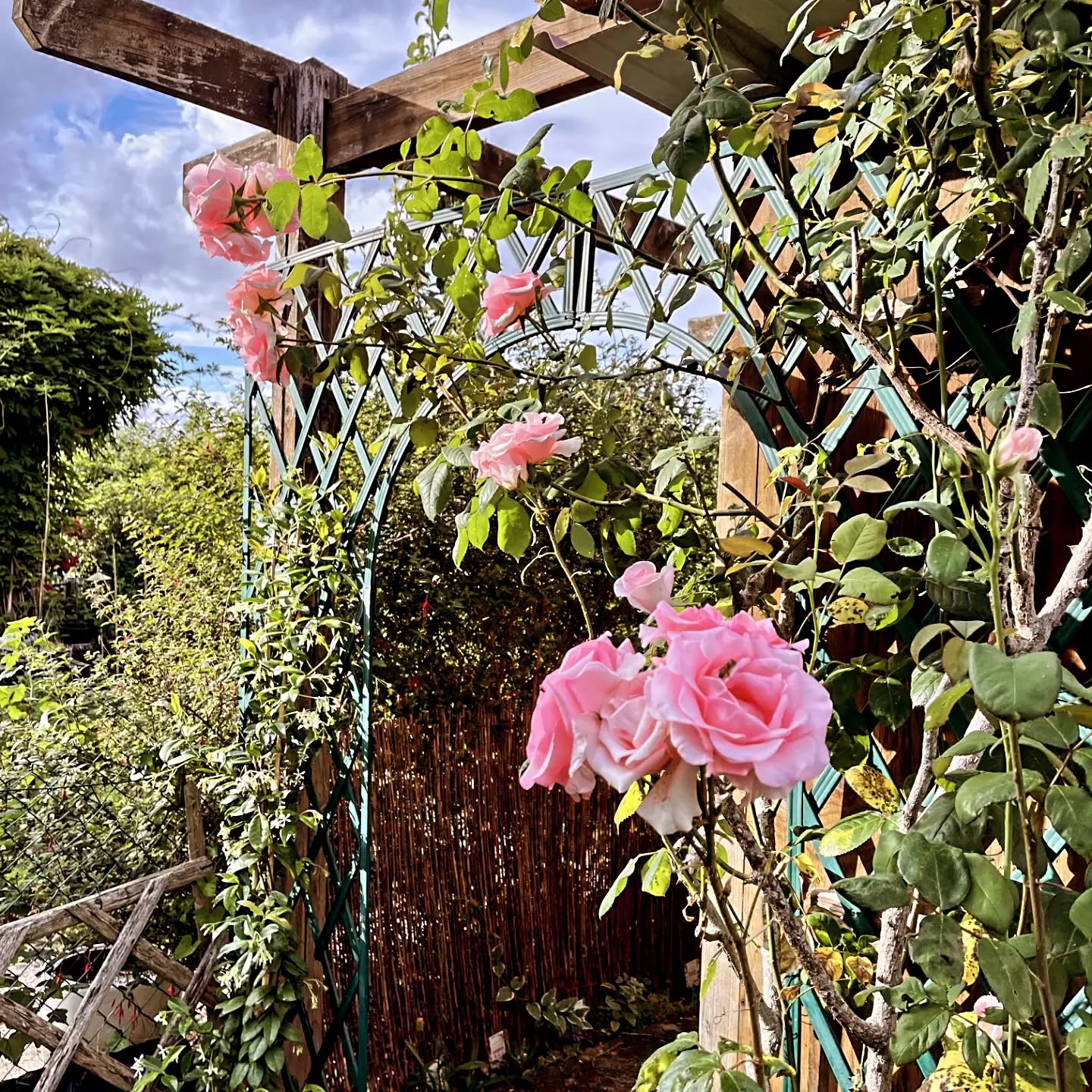 Voici un joli rosier🥀 et un jasmin étoilé 💮