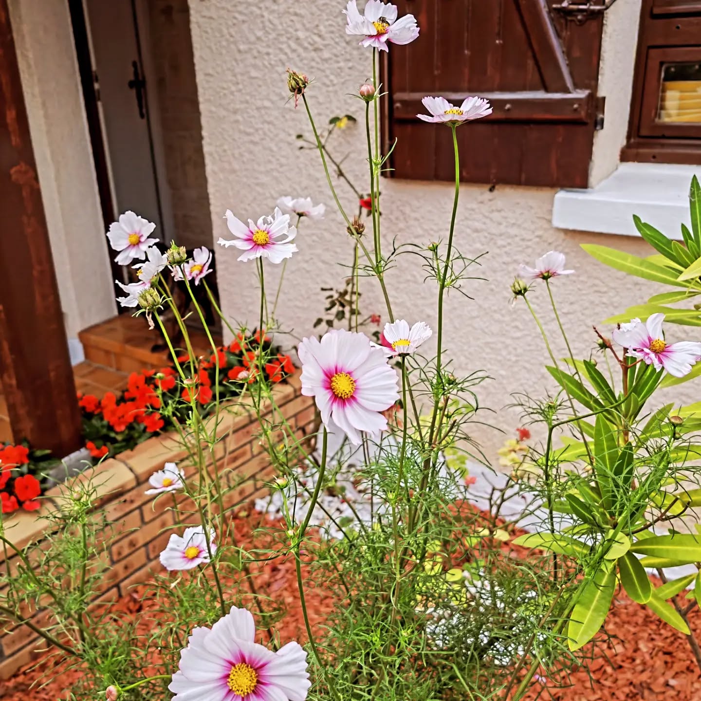 Cosmos blancs de la serre 2 des fleurs de 2024😉