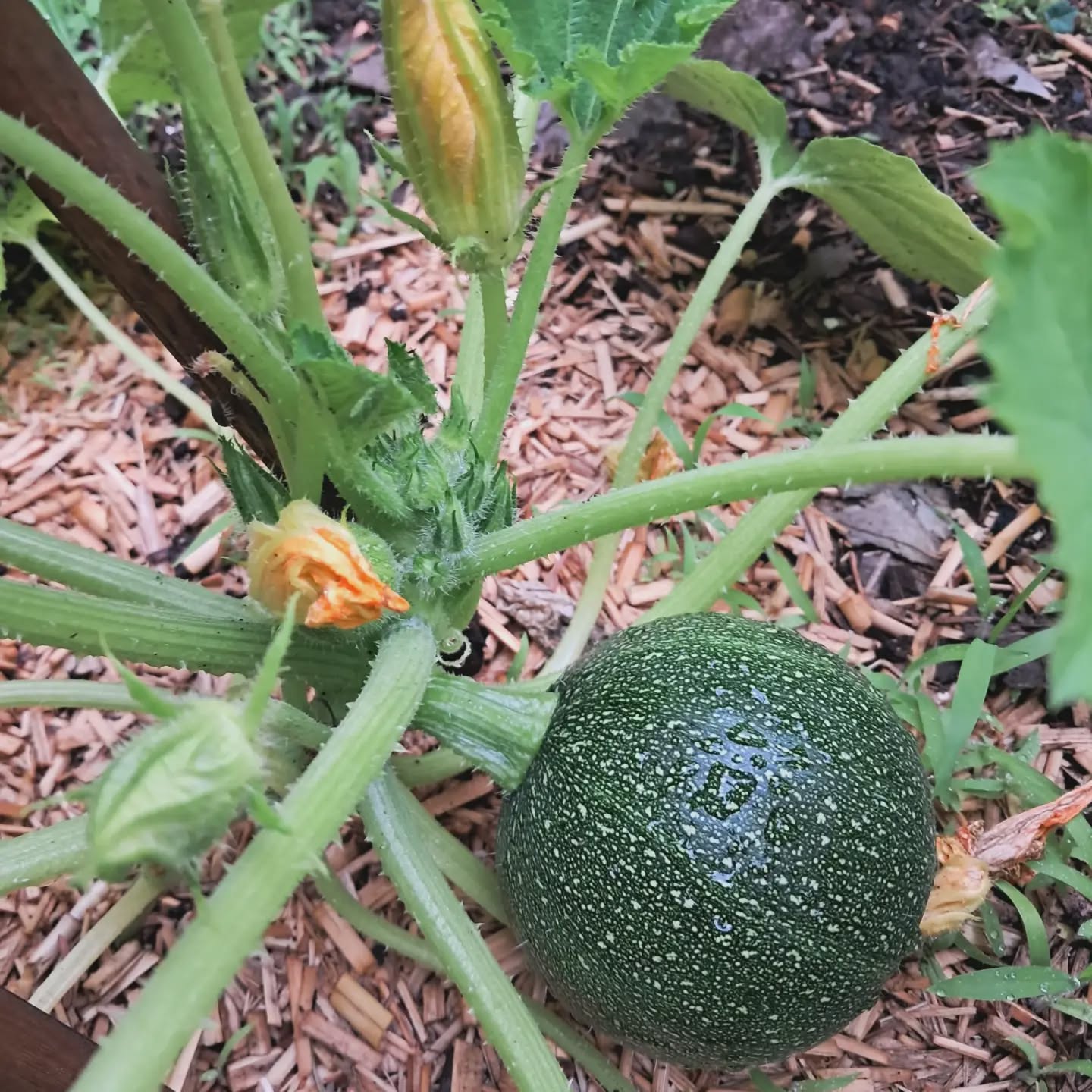 Courgette ronde 2026 de la serre 1 🌱🌶🫑
