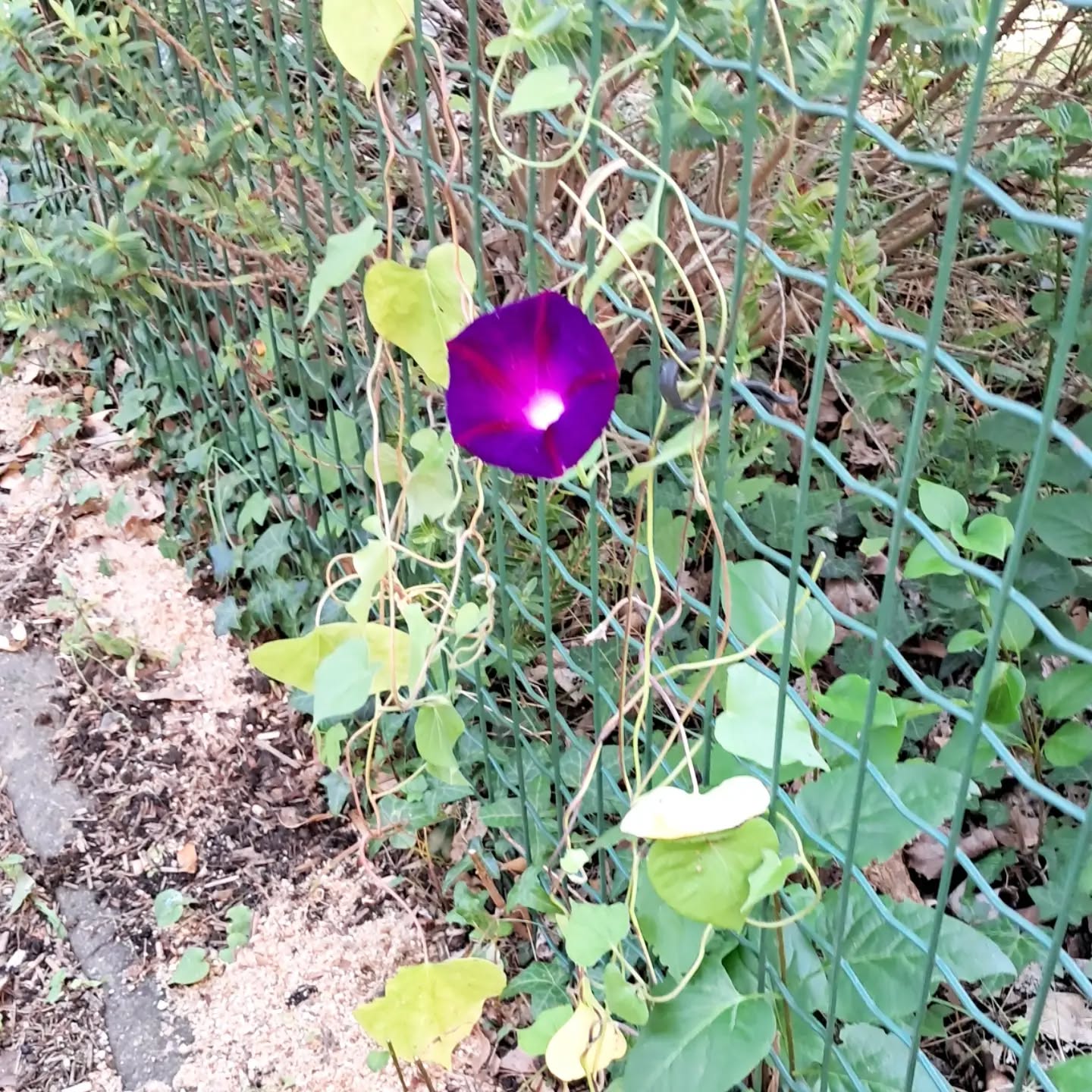 Ipomée pourpre serre des fleurs 🥀🌱🌸🌻