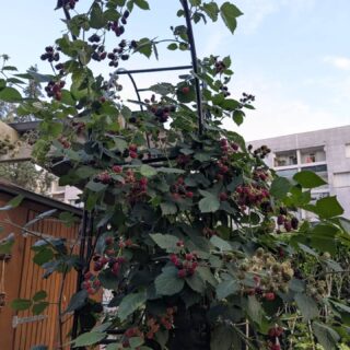 Jardin de Nelli, partie 2 🥒🌿🌱