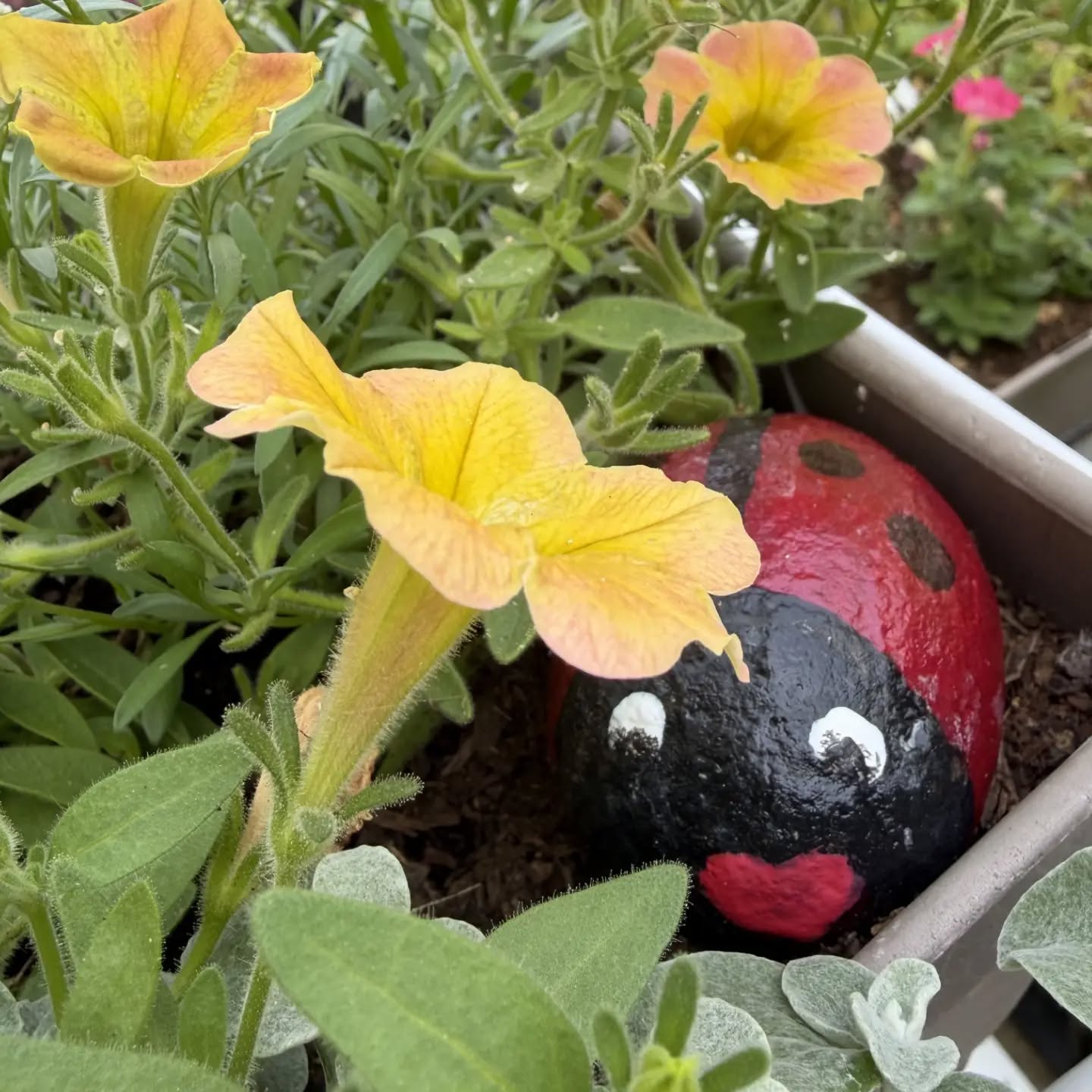 Coccinelle 🐞 au milieu des pétunias ❤️