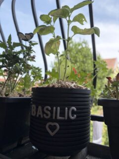 Basilic serre des tomates 🍅 et aromatiques 🌿