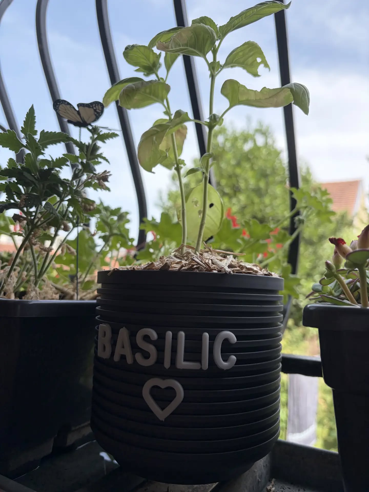 Basilic serre des tomates 🍅 et aromatiques 🌿