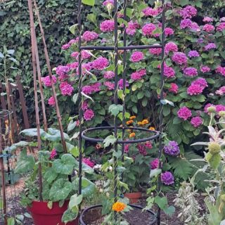 Un petit bout du jardin de Catia😁