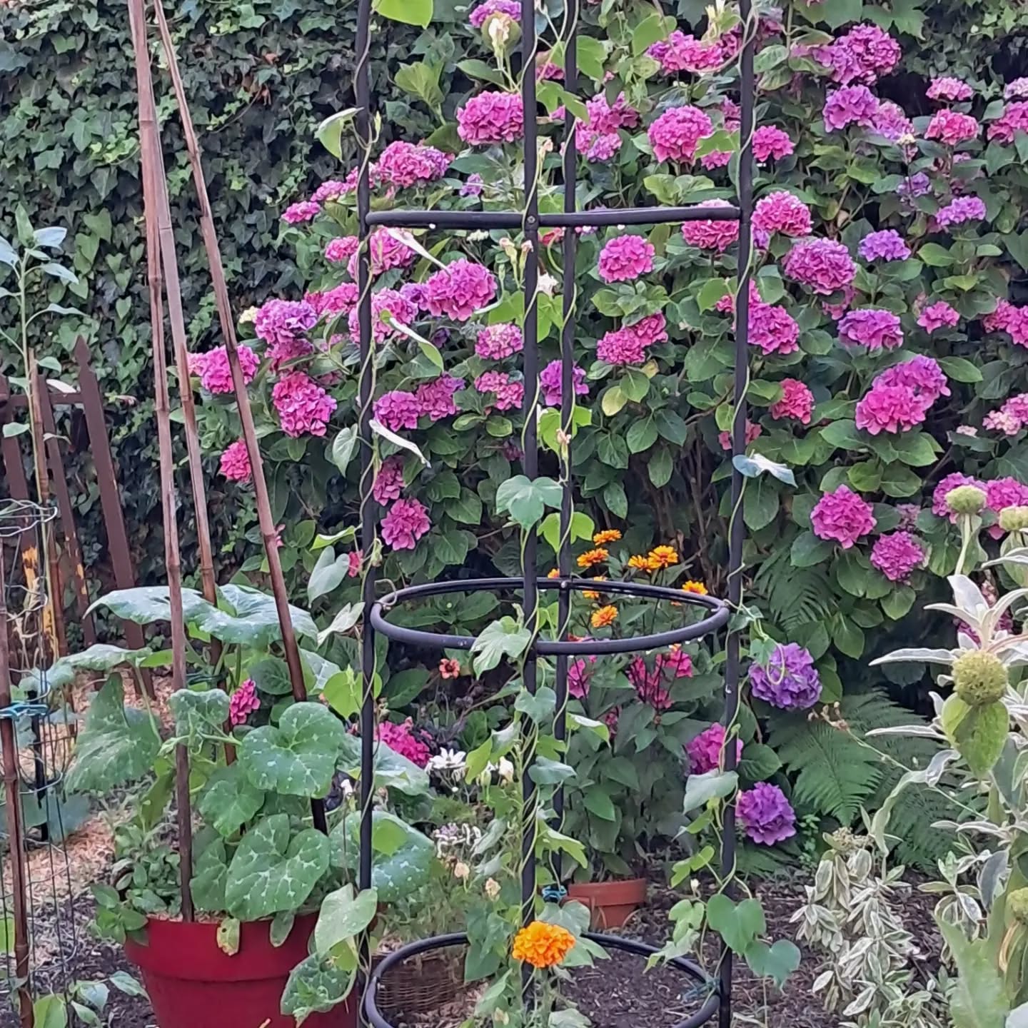 Un petit bout du jardin de Catia😁