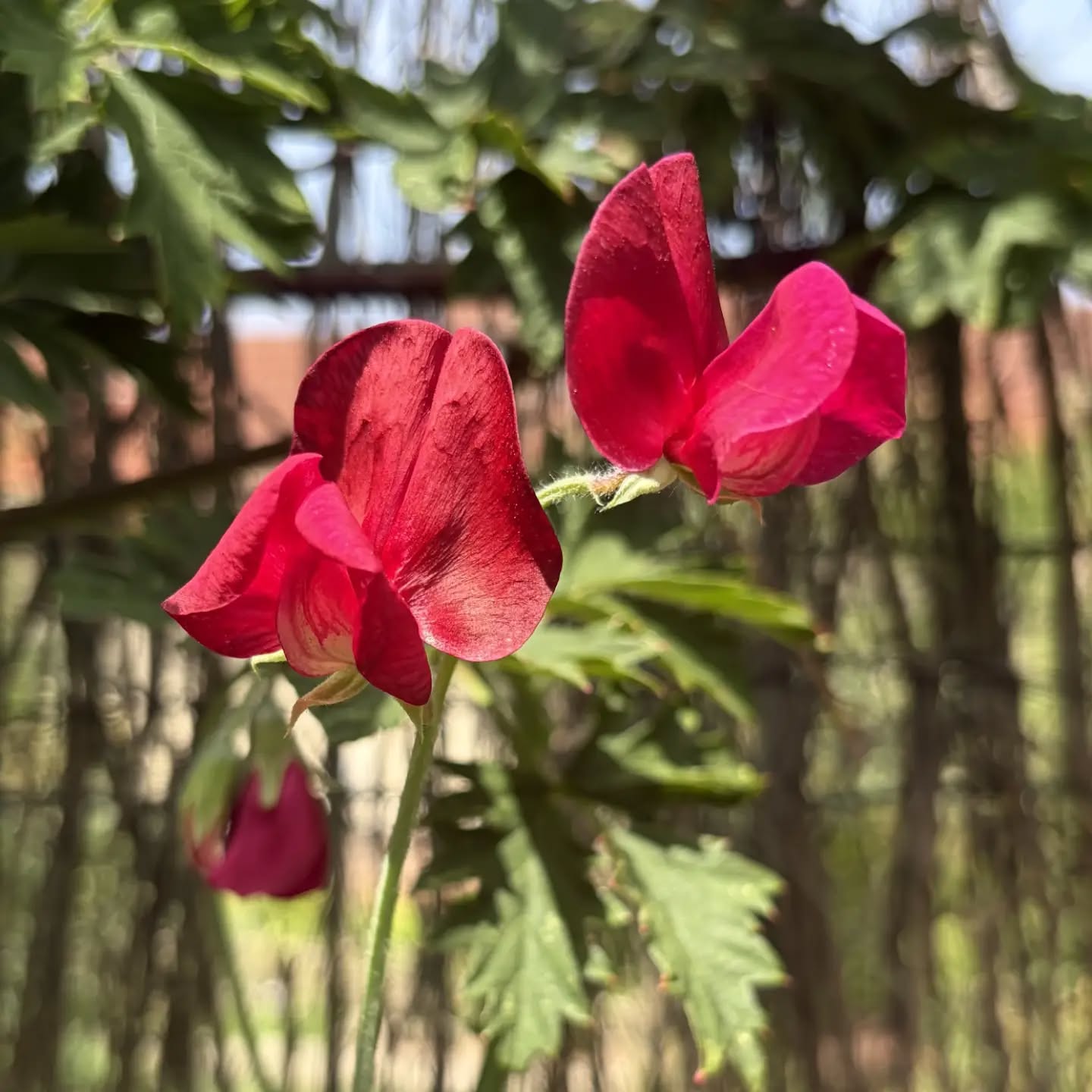 Pois de senteurs rouges😍 serre des fleurs 🌸