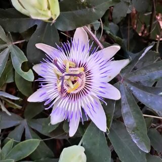 Passiflore❤️