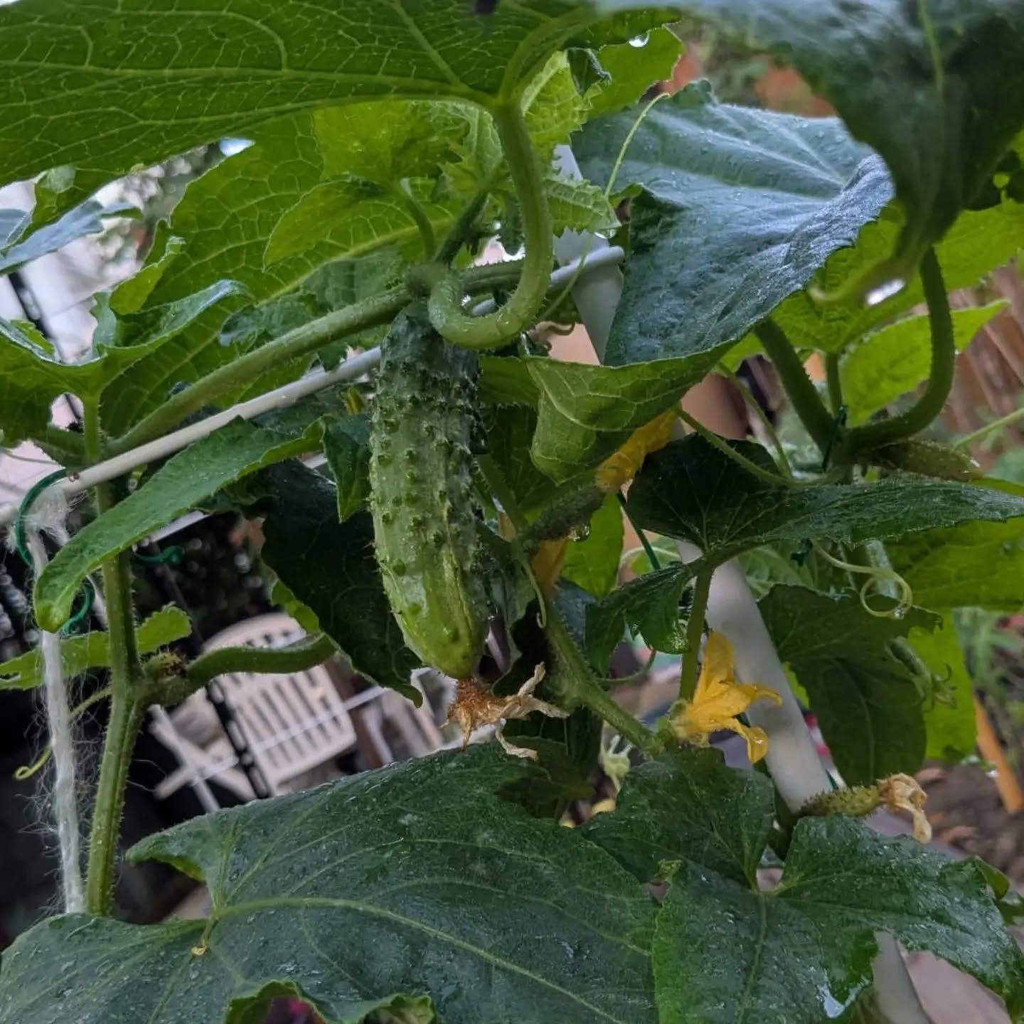 Cornichons 🥒🥒🥒🥒 serre des Curcubitacées