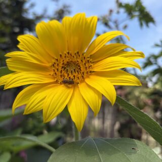 Tournesols 🌻🐝 Serre 2 Fleurs 🌸