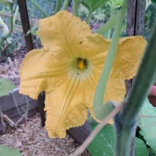 Fleur de butternut de la serre Curcubitacées 🏵🐜