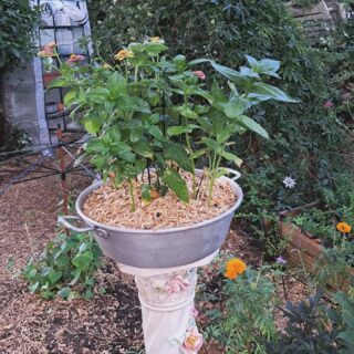 Encore un petit tour de jardin, zinnias et ipomées Kikyo de la serre des fleurs 🥀