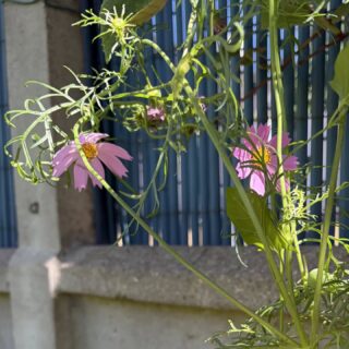 Suite du jardin de Tiffanie, comos 🌸🌺🌸 serre des fleurs