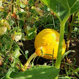 Légumes, jardin de Christiana 🥒🫑🌶