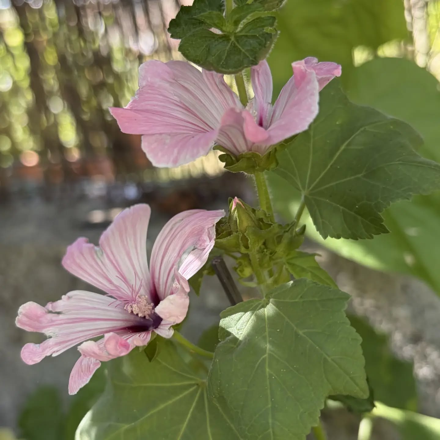 Lavatère du jardin de Tiffanie, serre des fleurs 🌺