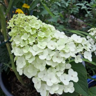 Fleurs du jardin de Jacques🌸🌺🌾🥀