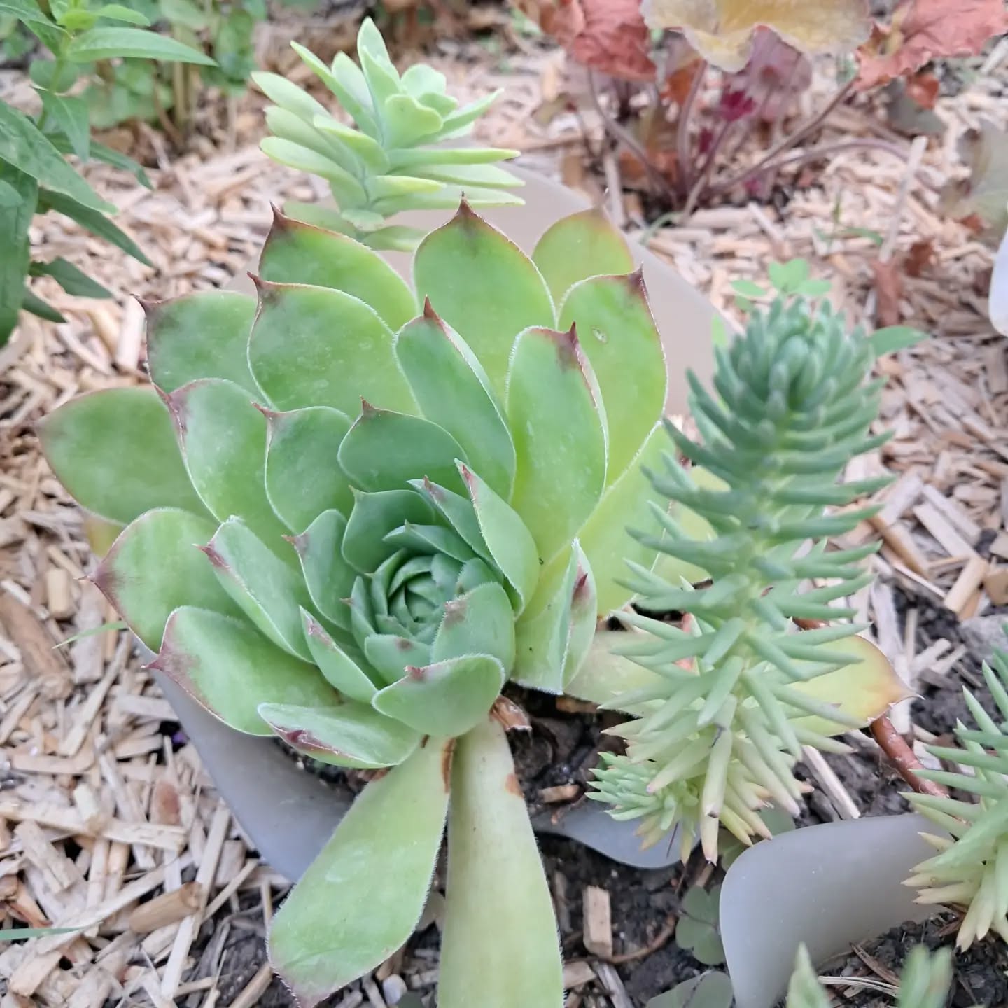 Succulent ☘️🌿🍀
