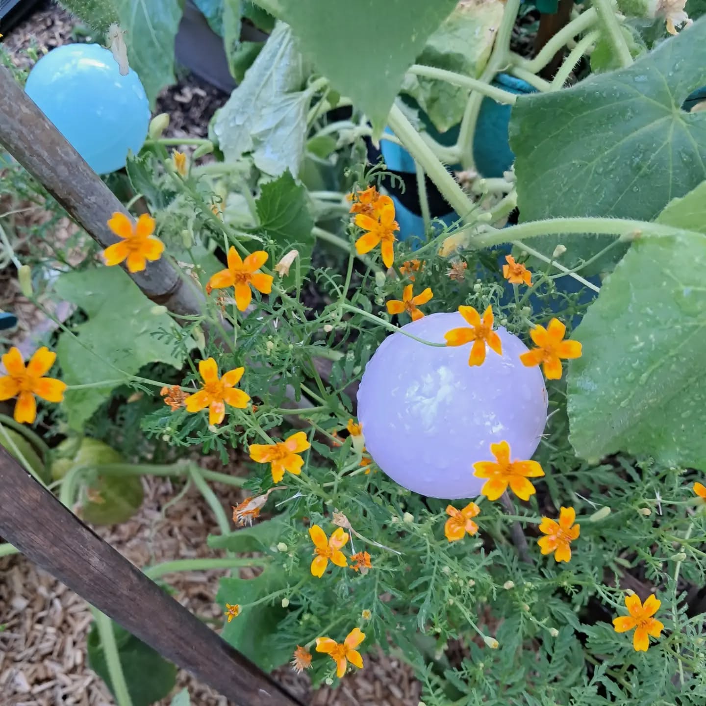 Tagète serre des fleurs 🏵