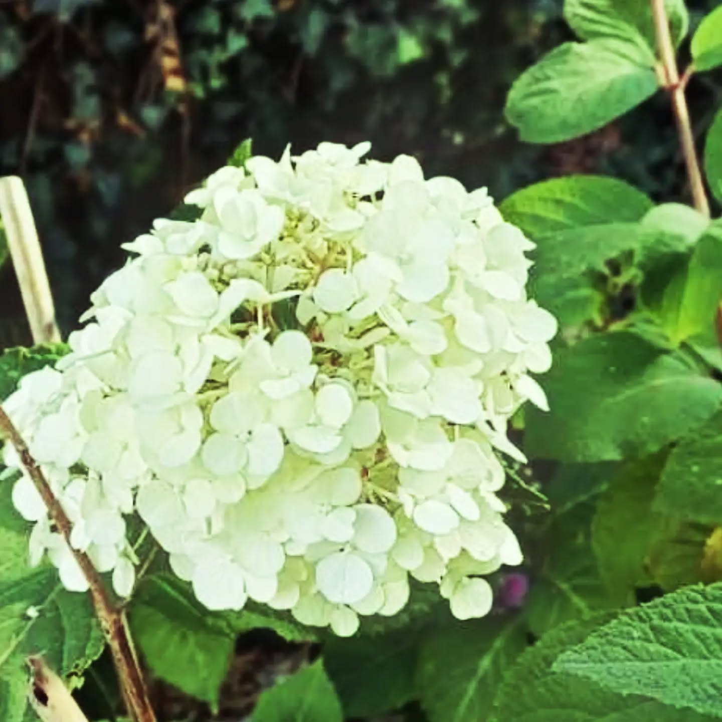 Hortensia blanc 😍 du jardin de Sandra