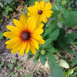 Voici le jardin fleuri 🌻🌾🌸🥀 de Sandra 🤩