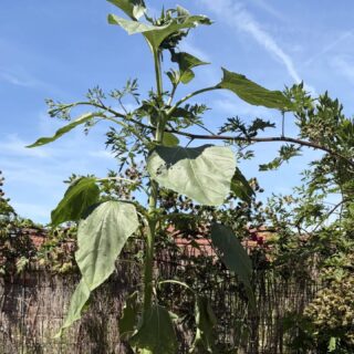 Naissance d'un tournesol 🌻 jardin de Tiffanie serre des fleurs 😉
