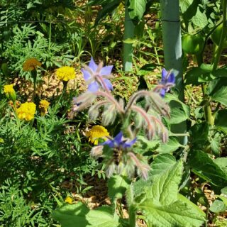 💙 La bourrache, l’alliée du potager ! 🐝
Aussi belle qu’utile, la bourrache attire de nombreux pollinisateurs comme les abeilles, indispensables à la pollinisation de nombreux légumes du jardin.
🌱 Les conseils de Graines de Ville :
📅 Quand la semer ?
De mars à juin, directement en pleine terre.
☀️ Où la planter ?
En plein soleil ou à mi-ombre, dans un sol léger et bien drainé.
💧 L’arrosage
Arrosez régulièrement après le semis. Une fois bien installée, la bourrache supporte assez bien les périodes de sécheresse.
🍅 Avec quelles plantes l’associer ?
✔️ Tomates
✔️ Aubergines
✔️ Courgettes
✔️ Fraisiers
Elle attire les pollinisateurs, favorise la biodiversité et contribue à un potager plus équilibré.
#GrainesDeVille #Bourrache #Potager #Jardinage #ConseilJardin